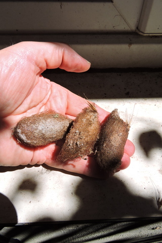 Giant Peacock Moth woven cocoons