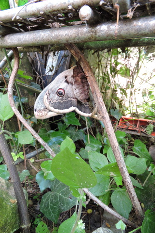 Newly emerged Giant Peacock Moth