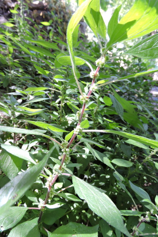 Flowers at every leaf node