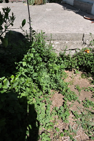 Pellitory of the Wall, a Mediterranean weed