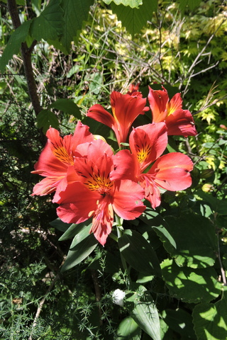 Alstroemeria flowers