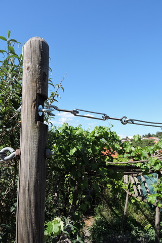 Turnbuckle adjusters and saddle clamps hold the wire