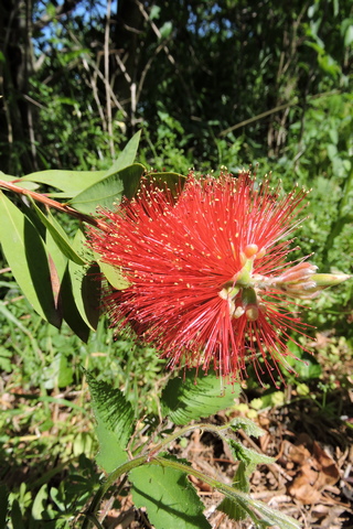The "Bottle Brush" plant flower