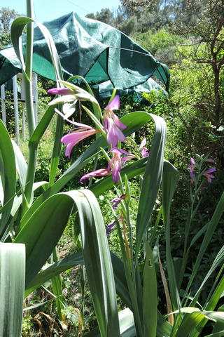 Last of the Wild Gladioli flowers