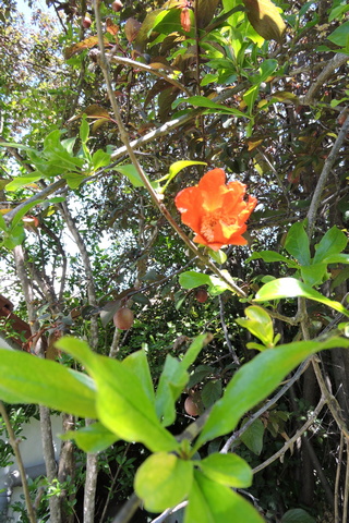 Orange-red flowers of the Pomegranate tree