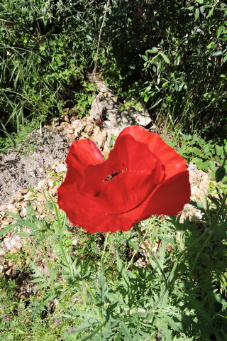 A scarlet Poppy in the Top Orchard