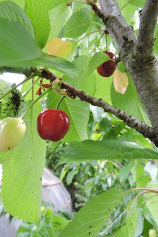 Ripe sweet cherries