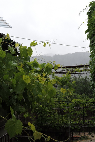 Welcome rain on Wednesday