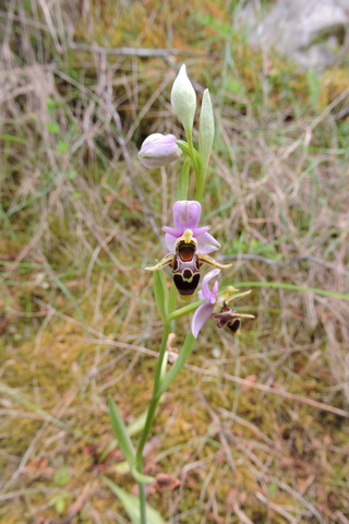A single Bee Orchid in a secluded spot