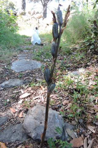 Under the pine trees, Violet Birds Nest Orchid stems