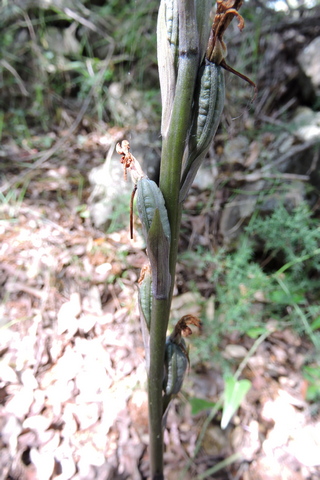 Violet Birds Nest Orchid seed pods