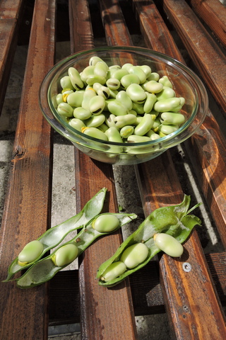 Picked and shelled Broad Beans
