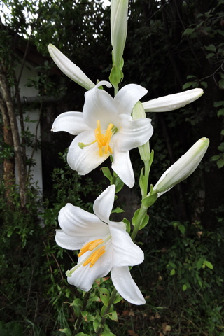Madonna Lily Flowers