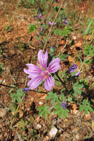 Mallow flower