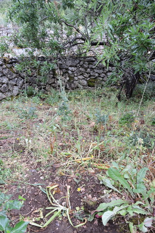 Top growth removed