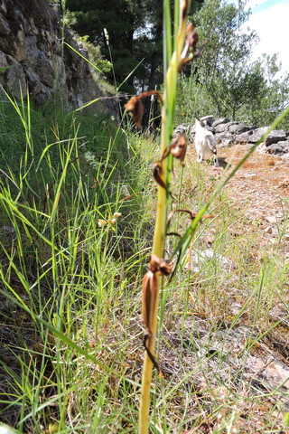 Early Spider Orchid seed pods