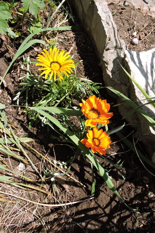 Gazania flowers