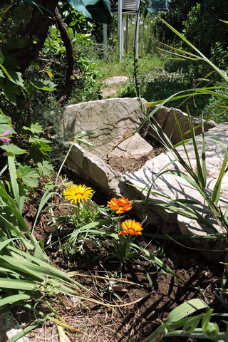 Two of the Gazanias in their new home