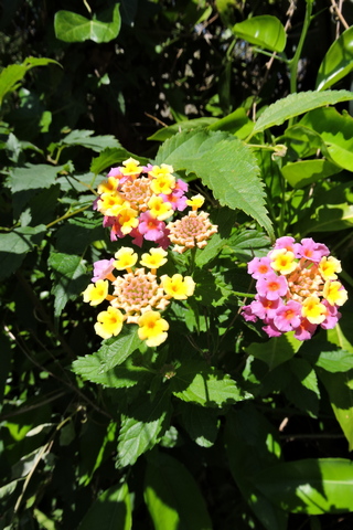 Colourful and nectar rick Lantana flowers