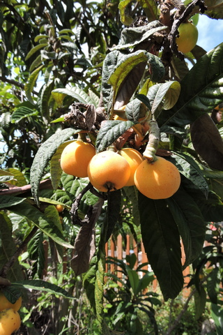 Loquat fruit on the tree