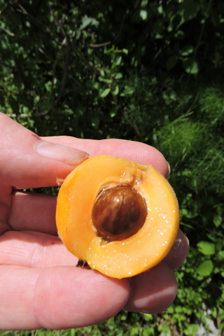 Loquat fruit ready for eating
