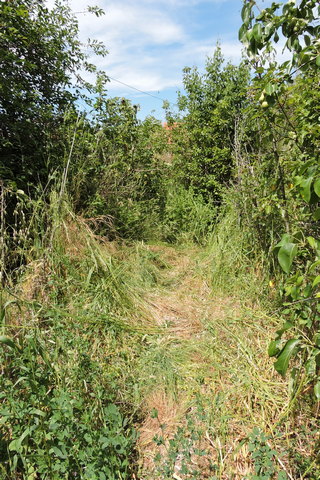The same area after cutting back