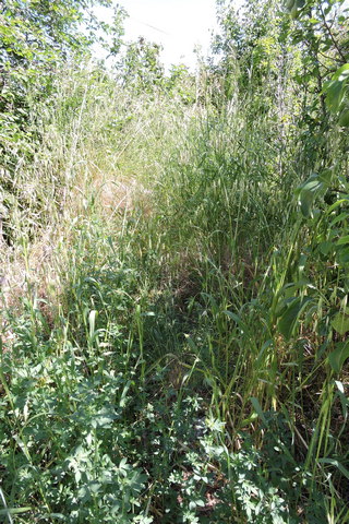 This is part of the orchard before work started