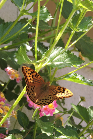 A Queen of Spain Fritillary butterfly