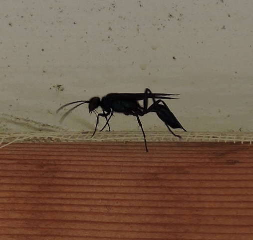 A Thread Wasted Wasp trying to escape