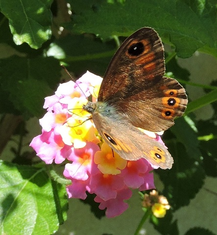 A Wall Brown butterfly feeds on Lantana