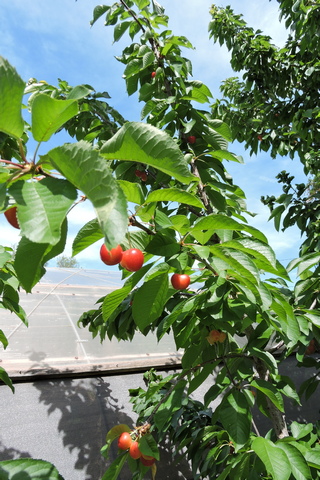Cherries almost ready for picking