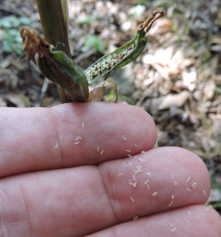 One open pod with seeds on my fingers
