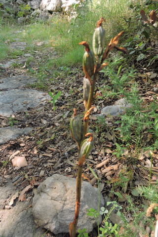 Violet Birds Nest orchid seed pods