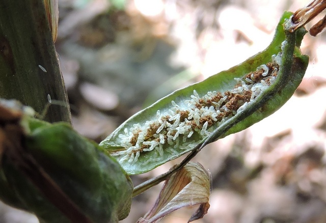 Closeup of the inside of the pod