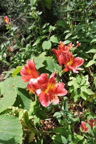 In flower - The Alstroemeria