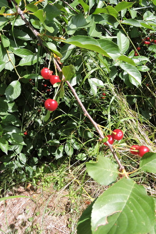 The first Morello cherries