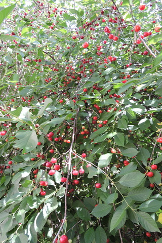 The crop, ready for picking