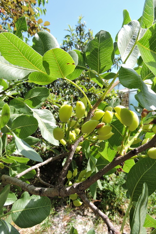 Nuts swelling nicely on the tree