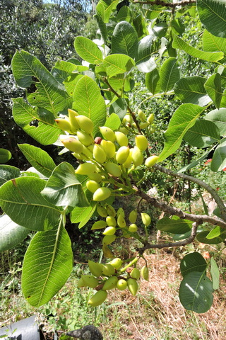 The forming Pistachio nuts