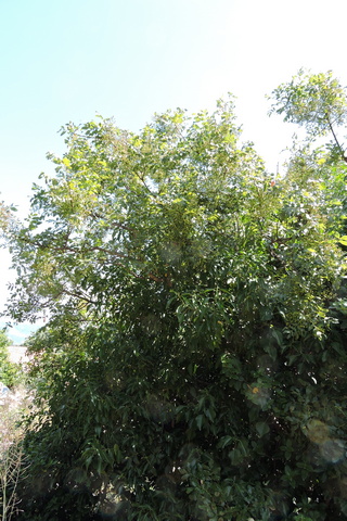 The overhanging Wild Pistachio