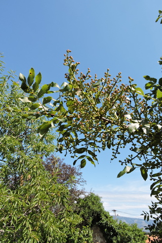 Wild Pistachio fruit