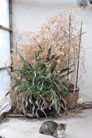 The very dead Jasmine plant