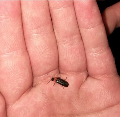 The small male firefly