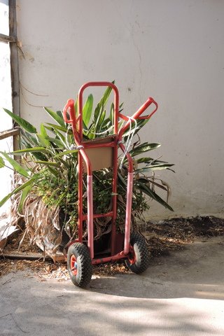 Moving the Strelitzia