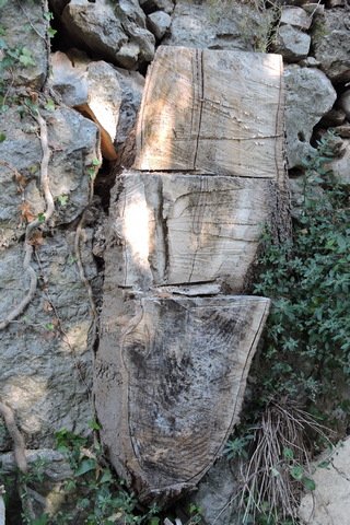 The Nettle Tree stump seems dead