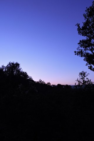 Hunting in the dusk