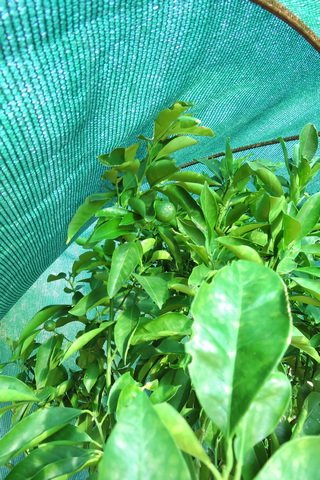 Washingtona oranges under the sun screen