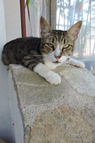 Tigger in repose