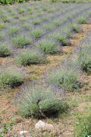 Lavender crop in Dol