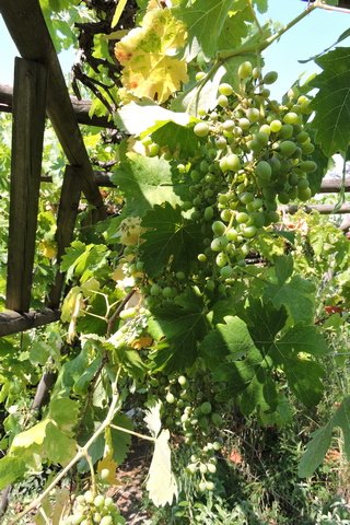 Grapes swelling nicely
